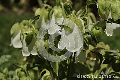 Ringed Bellflower - Campanula Hofmannii Stock Photo