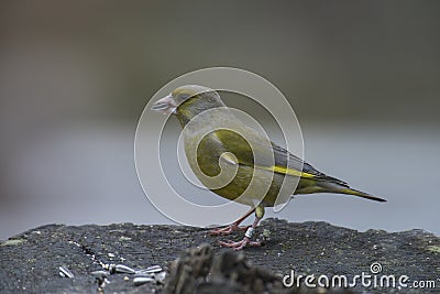 Ringed Greenfinch (Carduelis chloris) Stock Photo
