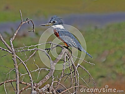 Ringed kingfisher on a branch Stock Photo