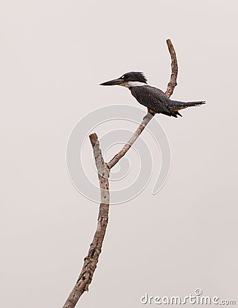 Ringed Kingfisher on branch Stock Photo