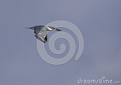 Ringed Kingfisher in flight Stock Photo