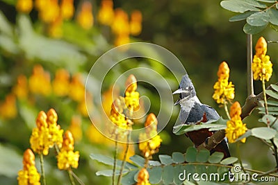 Ringed Kingfisher,Megaceryle torquata sitting on branch in its natural enviroment next to river,green vegetation and yellow flower Stock Photo