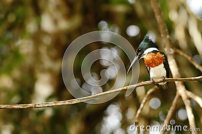 Ringed Kingfisher - Megaceryle torquata sitting on branch in its natural enviroment next to river, green vegetation Stock Photo