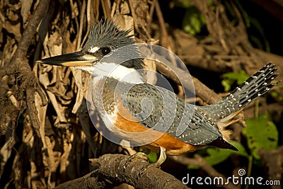 A ringed kingfisher in the Pantanal, Brazil Stock Photo