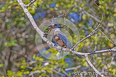 Ringed Kingfisher in the Pantanal Stock Photo
