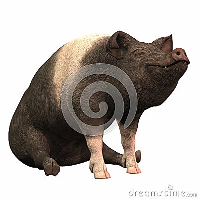 Ringed Piggie - 02 Stock Photo