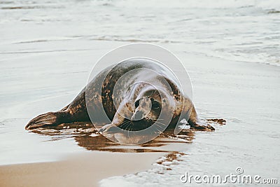 Ringed Seal funny animal on sandy sea beach Stock Photo