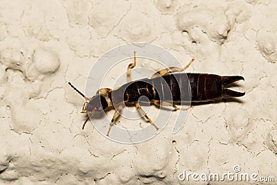 Ringlegged Earwig (Euborellia annulipes) female dorsal view. Stock Photo