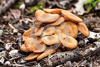 Ringless Honey Fungus(Armillaria tabescens) Stock Photo