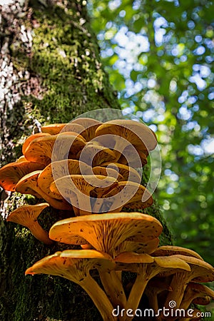 Ringless Honey Fungus (Armillaria tabescens) Stock Photo