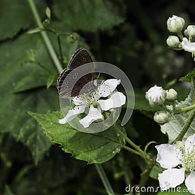 Ringlet is the only representative of its genus that belongs to the large Brushfooted Butterflies family`s subfamily, the Browns. Stock Photo