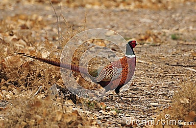 Ringneck Pheasant Stock Photo