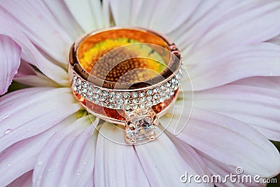 rings on white daisy love Valentine& x27;s Day gerbera and wedding gold Stock Photo