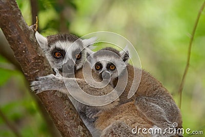 Ringtail Lemur Stock Photo