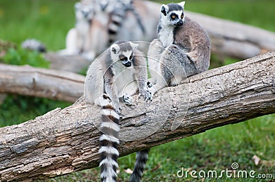 Ringtail Lemurs on a Log Stock Photo