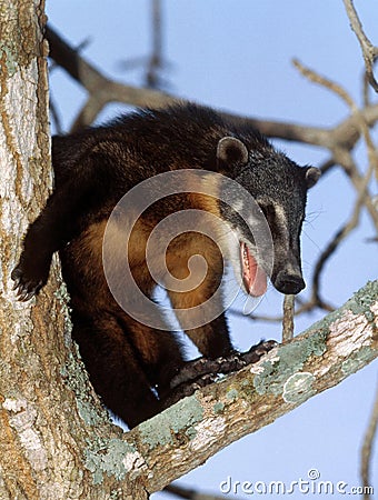 Ringtailed Coati or Coatimundi, nasua nasua, Adult perched in Tree, Pantanal in Brazil Stock Photo
