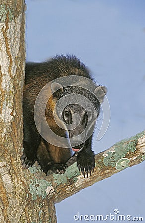 Ringtailed Coati or Coatimundi, nasua nasua, Adult perched in Tree, Pantanal in Brazil Stock Photo