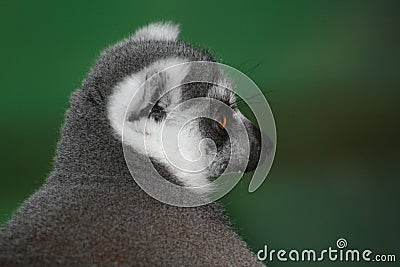 Ringtailed Lemur Portrait Stock Photo