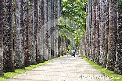 Rio de Janeiro, Brazil, Botanical garden. Royal palms. Editorial Stock Photo