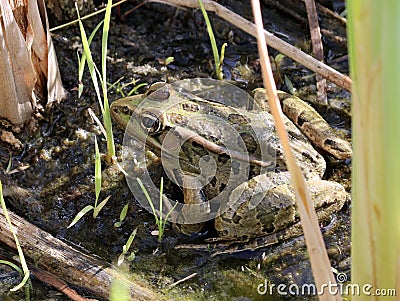 Rio Grande Leopard Frog Stock Photo