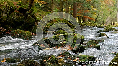 Rio na floresta video estoque Rio na floresta video estoque