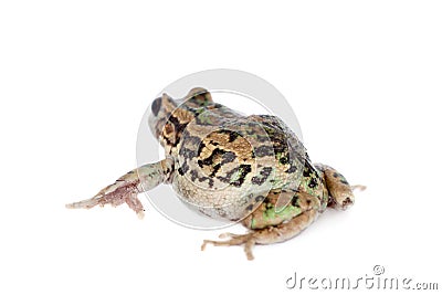 Riobamba marsupial frog on white Stock Photo