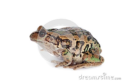 Riobamba marsupial frog on white Stock Photo