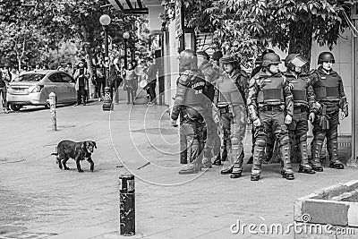 Indifferent dog during police clashes with protesters at Santiago de Chile city streets during October 2019 riots Editorial Stock Photo