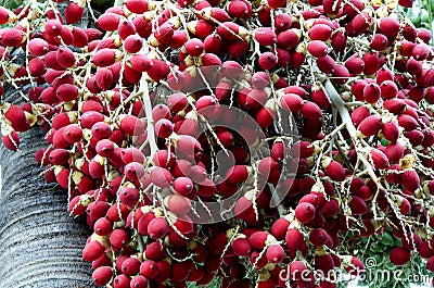 Rip areca or betel palm fruit. Stock Photo