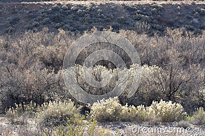 Riparian Vegetation Along the Virgin River with Willows and Brush in Winter Stock Photo