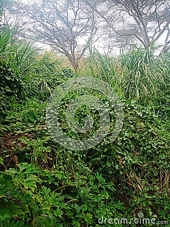 Riparian vegetation and trees in machakos kenya Stock Photo