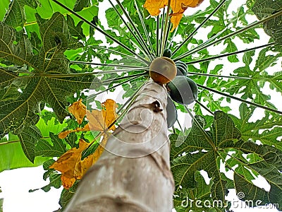 Ripe Abundance: A Glimpse of a Papaya Tree's Bountiful Harvest from Below Stock Photo