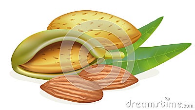 Ripe almonds with leaves Vector Illustration