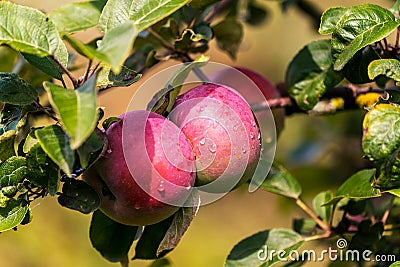 Ripe apple Fruit Growing On The Tree summer time Stock Photo