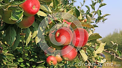 Ripe apple Stock Photo