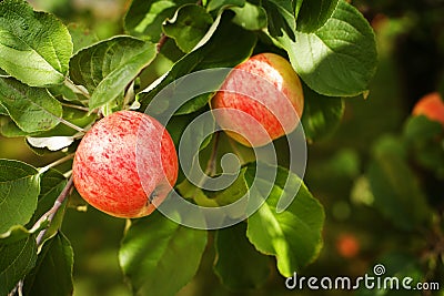 Ripe Apples Stock Photo