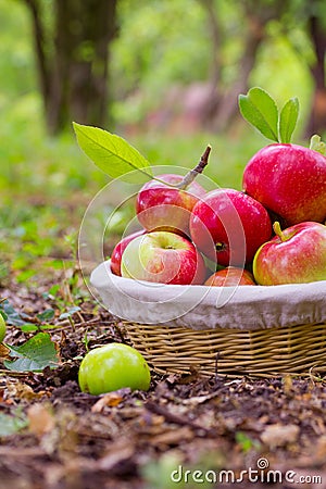 Ripe apples Stock Photo