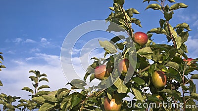 Ripe apples on an apple tree Stock Photo