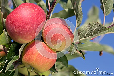 Ripe apples on an apple tree Stock Photo