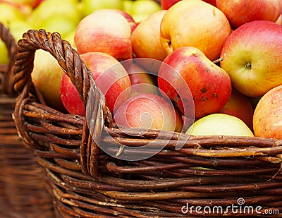 Ripe apples in the basket Editorial Stock Photo