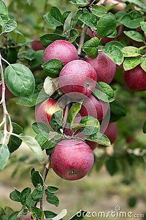 Ripe apples on the branches of a tree in the garden. Selective focus. Stock Photo