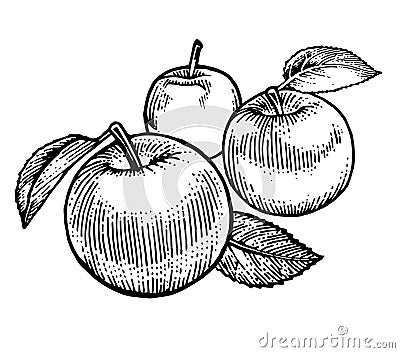 Ripe apples. Garden fruits. Black and white drawing. Hand Made. Hand drawing. Engraving. Pencil, felt-tip pen and mascara. Stock Photo