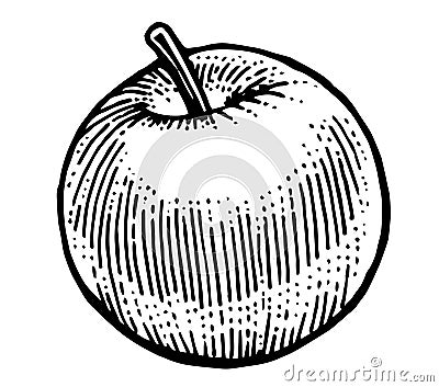 Ripe apples. Garden fruits. Black and white drawing. Hand Made. Hand drawing. Engraving. Pencil, felt-tip pen and mascara. Stock Photo