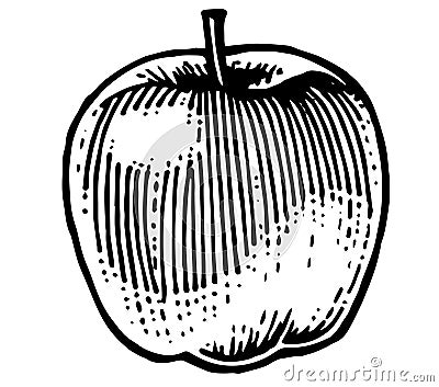 Ripe apples. Garden fruits. Black and white drawing. Hand Made. Hand drawing. Engraving. Pencil, felt-tip pen and mascara. Stock Photo