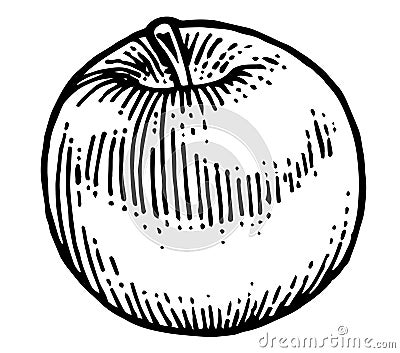 Ripe apples. Garden fruits. Black and white drawing. Hand Made. Hand drawing. Engraving. Pencil, felt-tip pen and mascara. Stock Photo