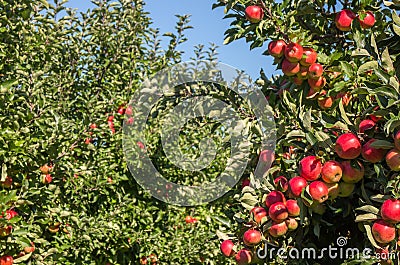 Ripe apples in orchard Stock Photo