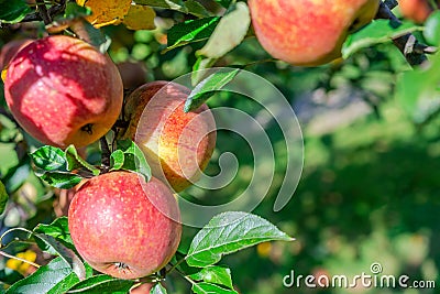 Ripe apples on the tree Stock Photo