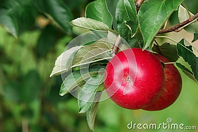 Ripe apples on tree, close up Stock Photo