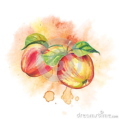 Ripe apples in watercolor. Vector Vector Illustration