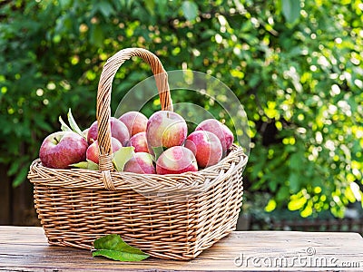 Ripe apples in the wicker basket. Organic fruit harvesting in the garden Stock Photo